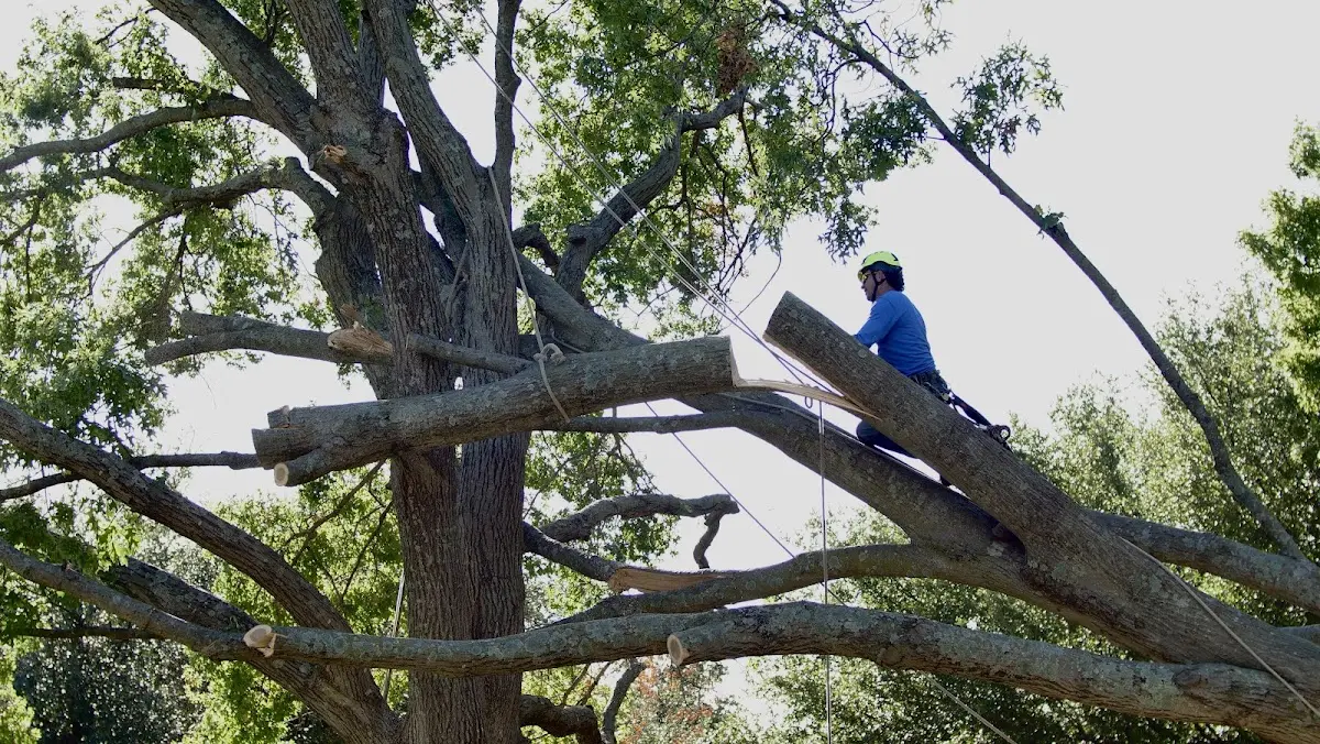 Professional Crown Thinning performed by certified arborists in Galena Park