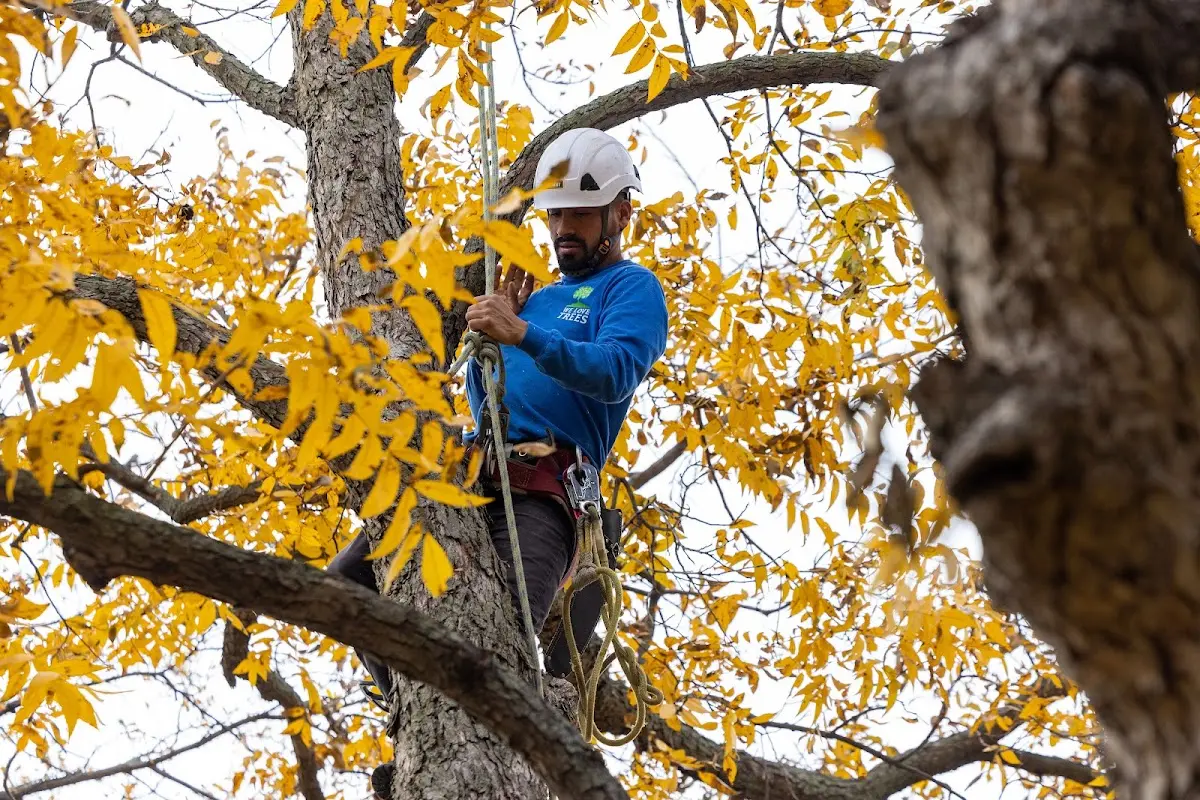 Skilled Tree Trimming crew working in Galena Park