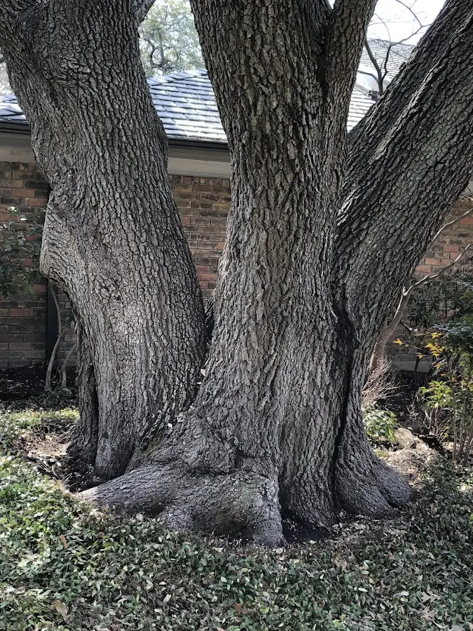 Mature heritage tree close to a Galena Park property cared for by certified arborists